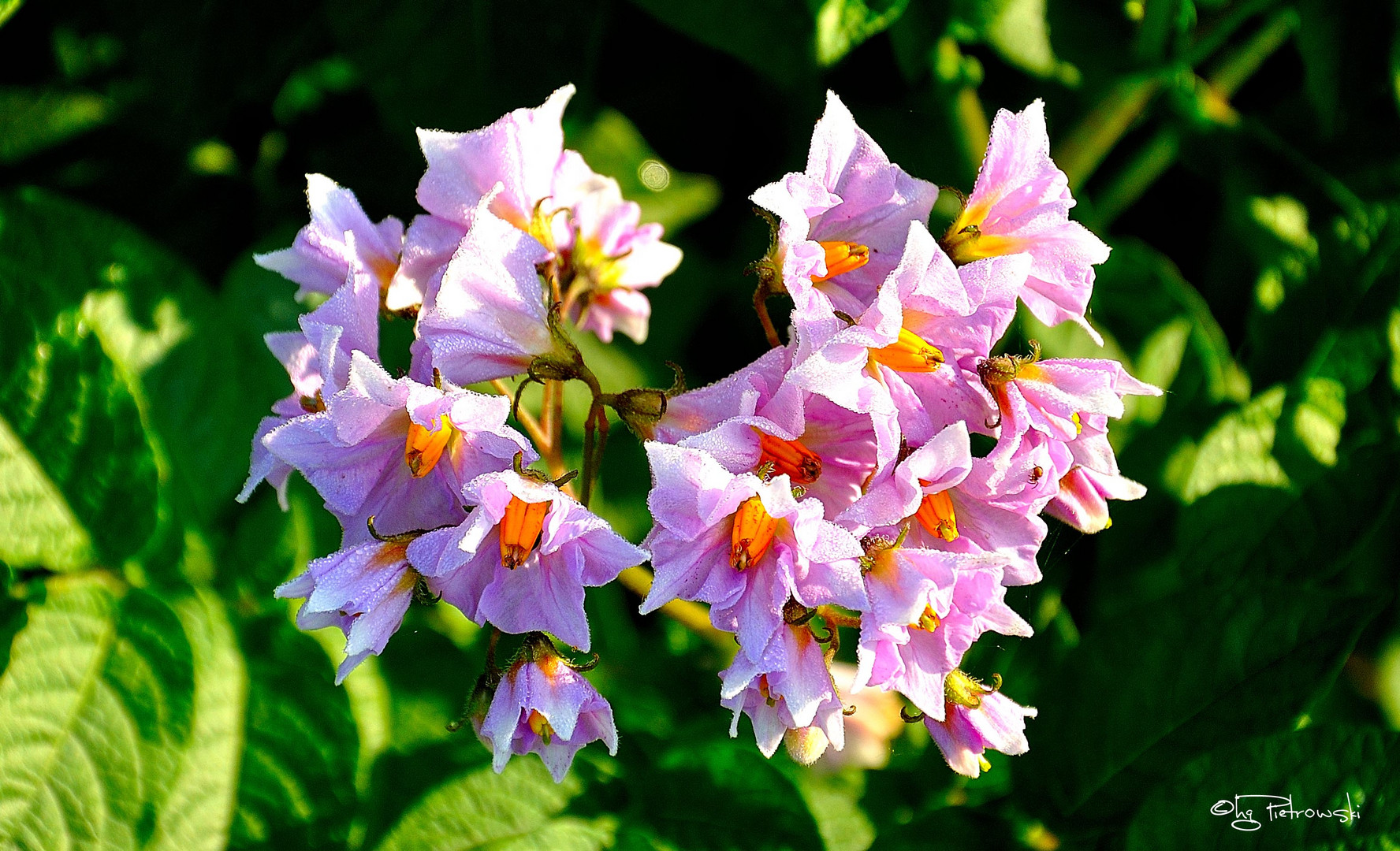 Kartoffelblüten – mit Tautröpfchen