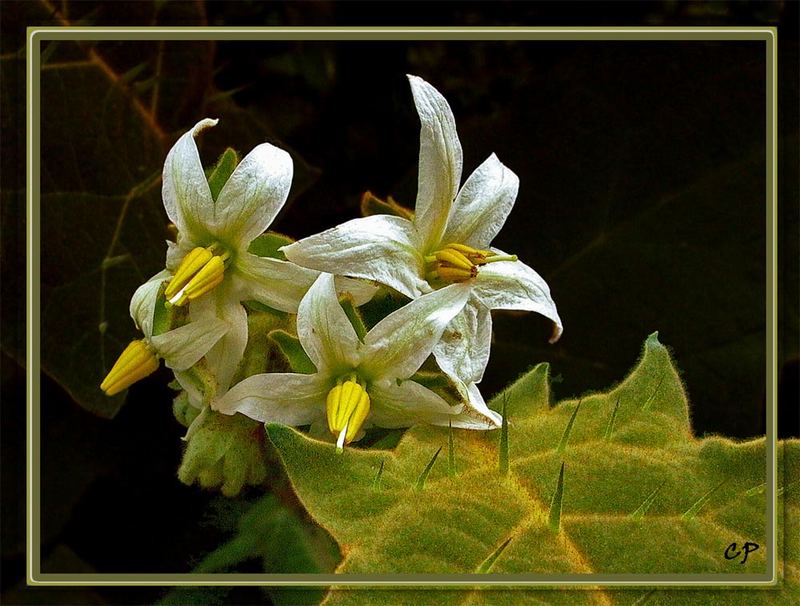 Kartoffelblüten - Strauch