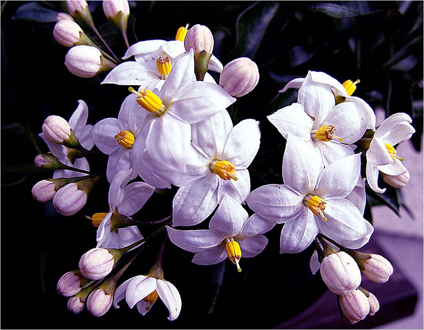 Kartoffelblumen für Mittwoch