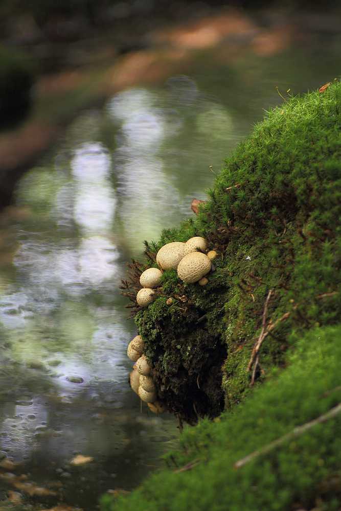 Kartoffelbovist am Bach