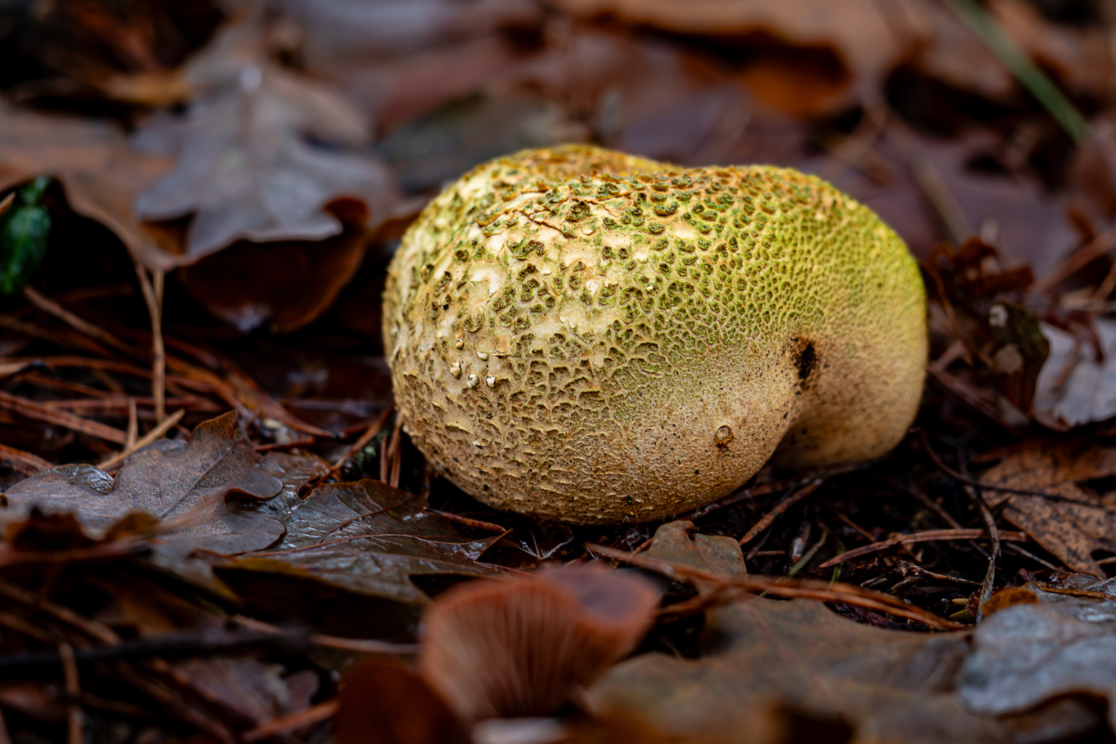 Kartoffelbovist