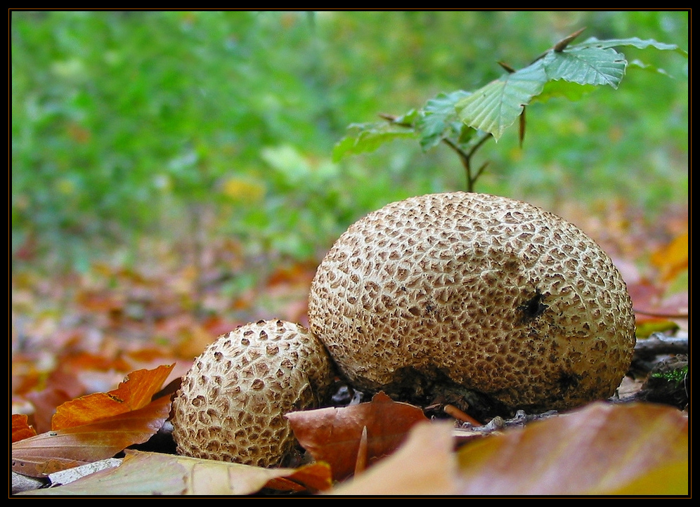 Kartoffelbovist (Scleroderma citrina) 1