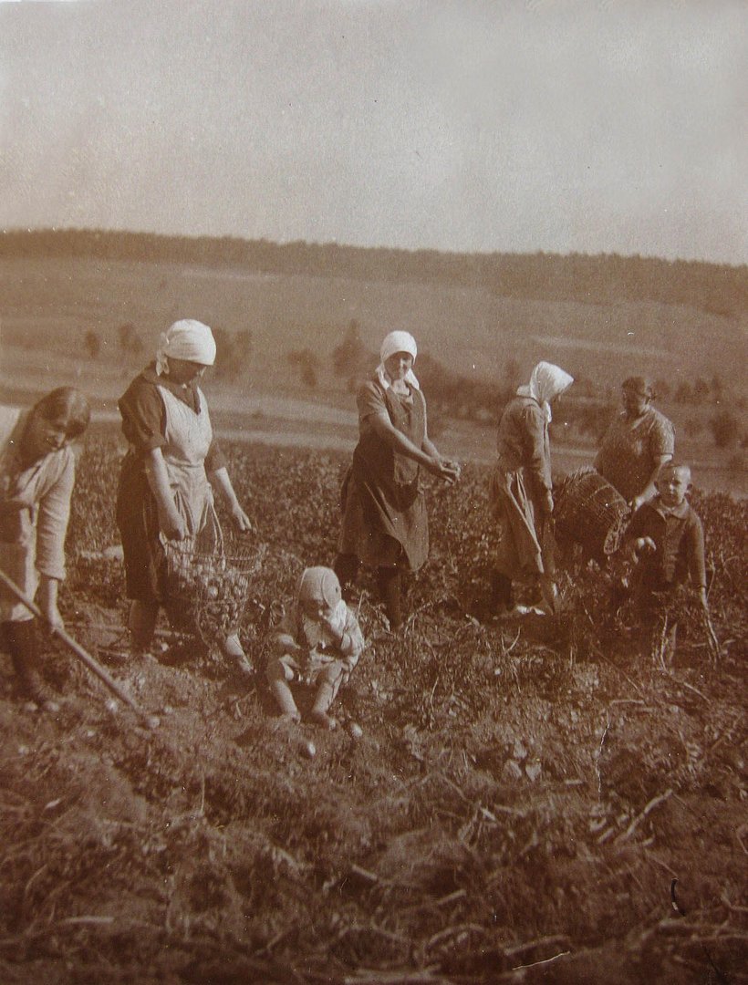 Kartoffelernte 1929