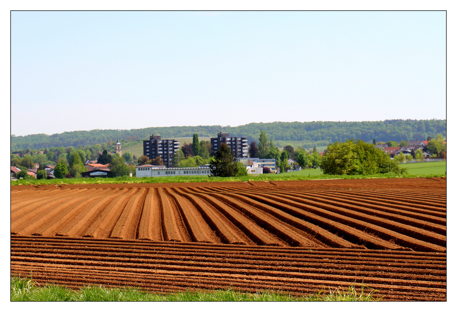 Kartoffelfeld bei Flein