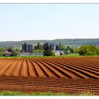 Kartoffelfeld bei Flein