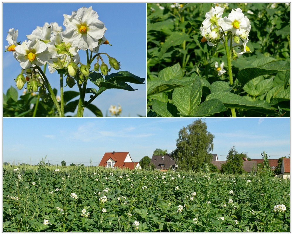 Kartoffelfeld bei Orthofen