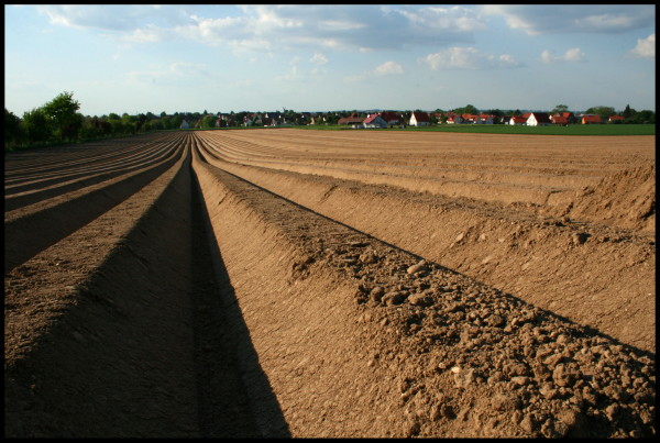 Kartoffelfeld in Söhlde