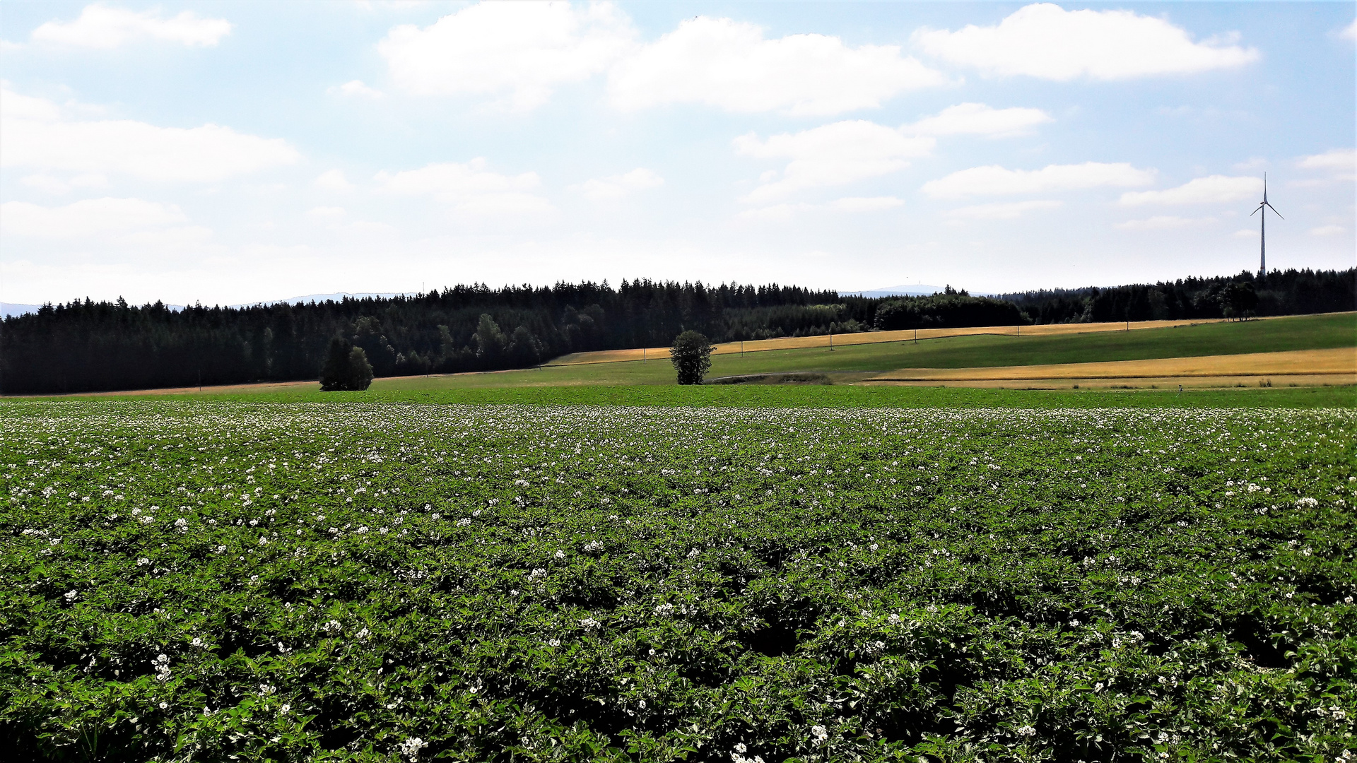 Kartoffelfeld in voller Blüte