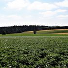 Kartoffelfeld in voller Blüte