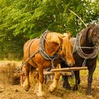 Kartoffelfest in Burg (Spreewald)