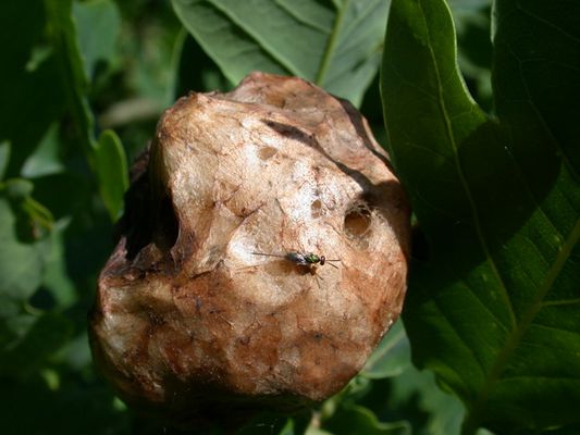 "Kartoffelgalle" mit Erzwespe