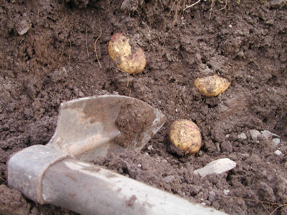 Kartoffelgraben