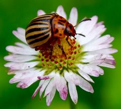 Kartoffelkäfer auf Gänseblume