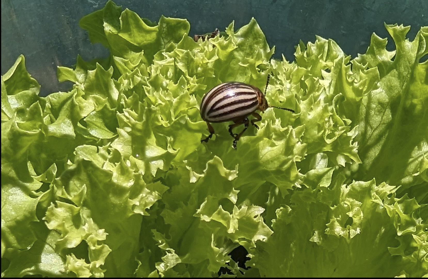 Kartoffelkäfer auf Salat