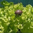 Kartoffelkäfer auf Salat