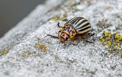 "KARTOFFELKÄFER"