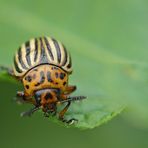 Kartoffelkäfer – eigentlich ein schönes Tier