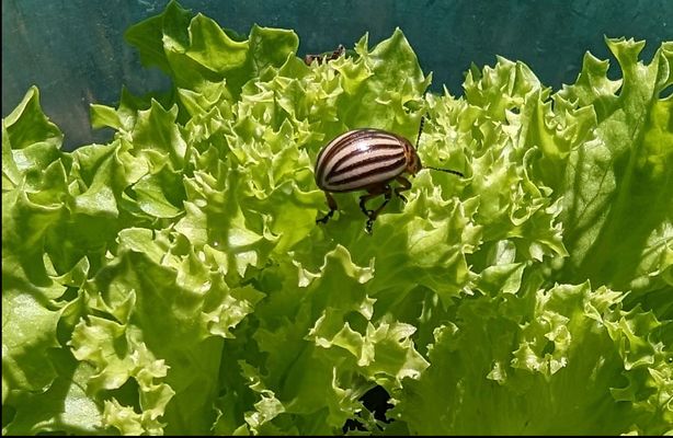 Kartoffelkäfer hat sich auf Salat verirrt