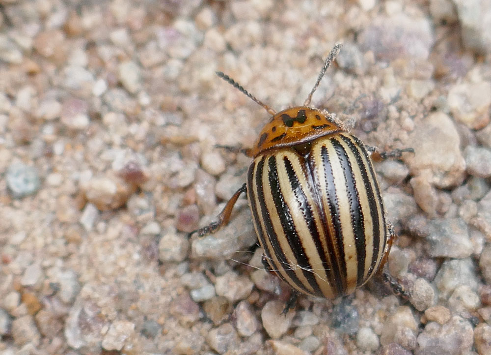 Kartoffelkäfer im Wald