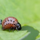 Kartoffelkäfer- Larve ( Leptinotarsa decemlineata ) 