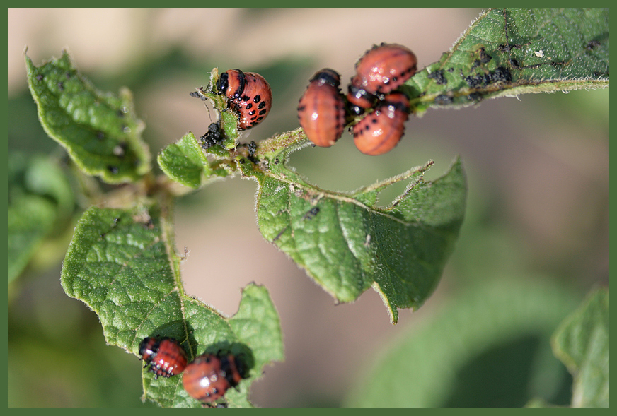 Kartoffelkäfer Larven