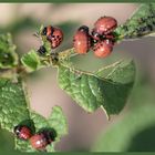 Kartoffelkäfer Larven