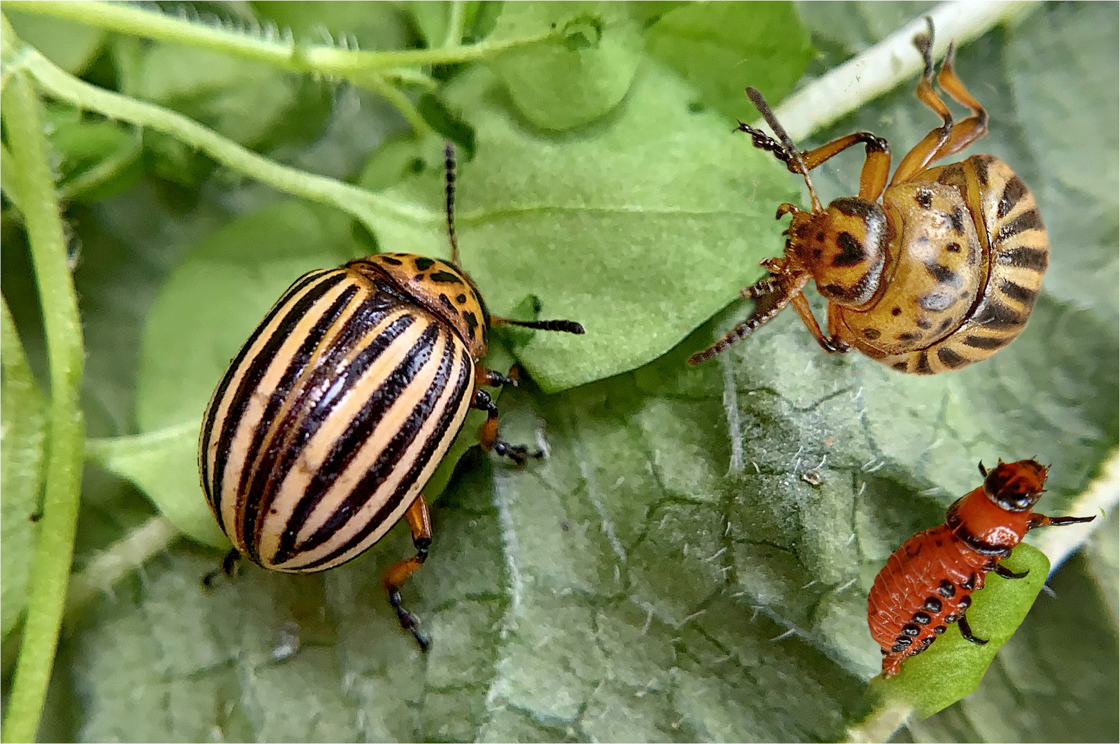 Kartoffelkäfer (Leptinotarsa decemlineata)