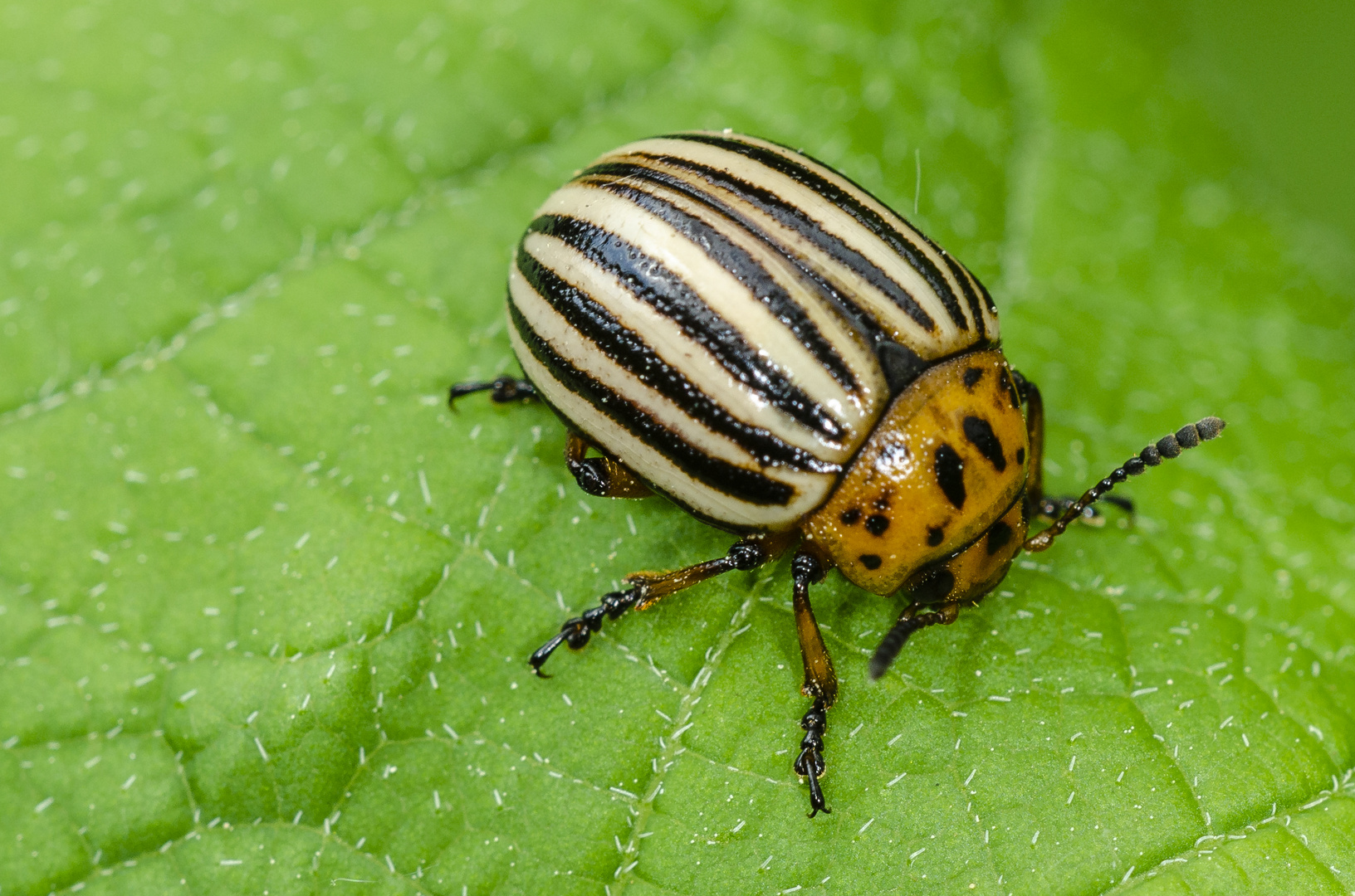 Kartoffelkäfer (Leptinotarsa decemlineata)