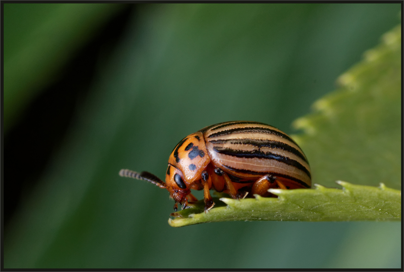 Kartoffelkäfer (Leptinotarsa decemlineata)