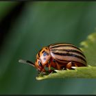 Kartoffelkäfer (Leptinotarsa decemlineata)