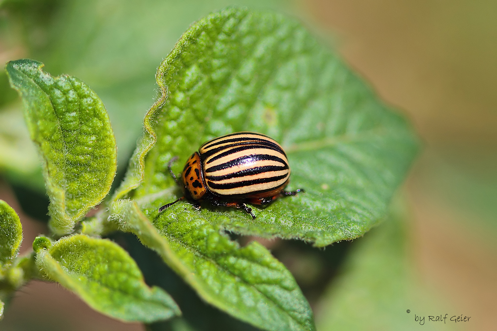 Kartoffelkäfer ( Leptinotarsa decemlineata )