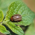 Kartoffelkäfer ( Leptinotarsa decemlineata )