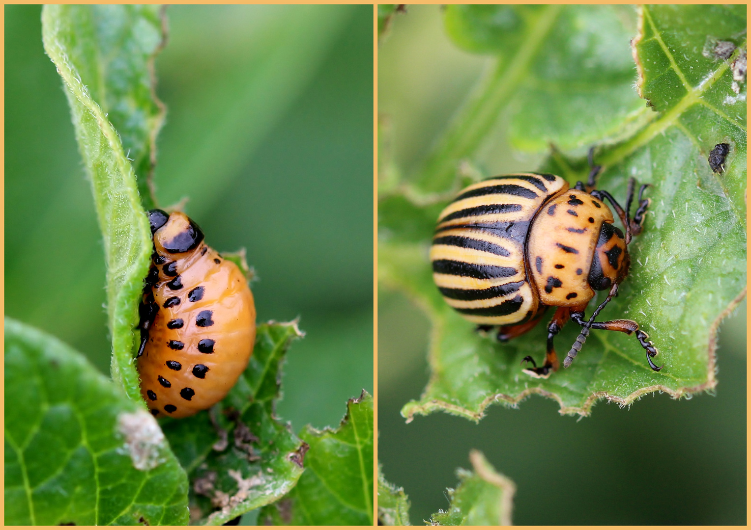 Kartoffelkäfer (Leptinotarsa decemlineata).