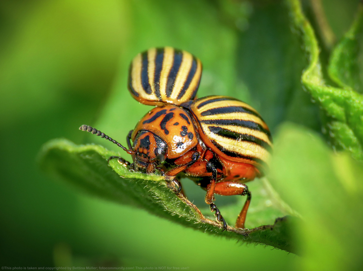 Kartoffelkäfer - Leptinotarsa decemlineata