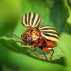 Kartoffelkäfer - Leptinotarsa decemlineata