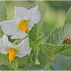 Kartoffelkäfer ( Leptinotarsa decemlineata )