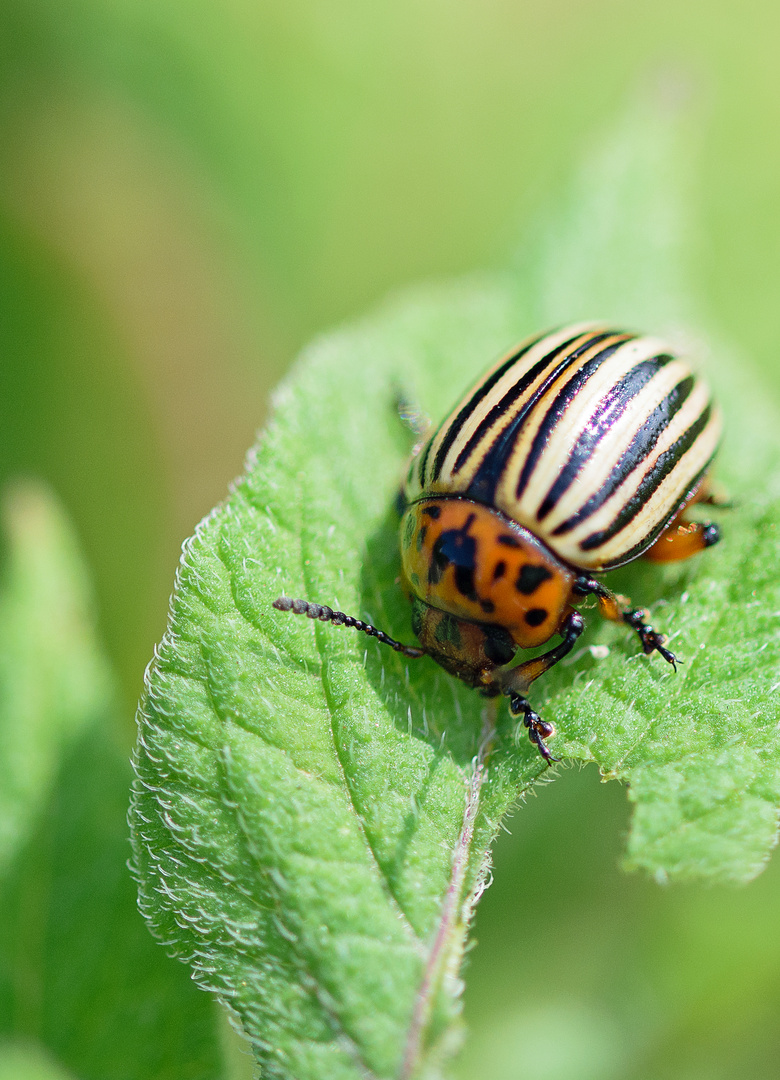 Kartoffelkäfer (Leptinotarsa decemlineata), ten-lined potato beetle