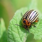 Kartoffelkäfer (Leptinotarsa decemlineata), ten-lined potato beetle