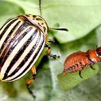 Kartoffelkäfernachwuchs (rote Larven) lernt das Fressen. 