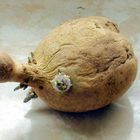 Kartoffelkopf