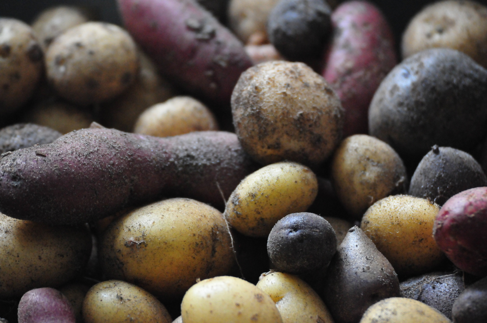 Kartoffeln frisch geerntet