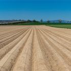 Kartoffeln im noch trockenen Boden