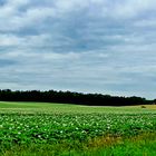 Kartoffeln in der Lüneburger Heide