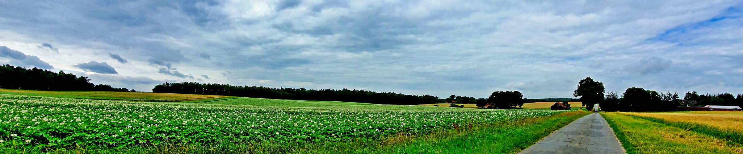 Kartoffeln in der Lüneburger Heide