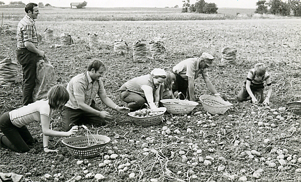 Kartoffeln Roden 1974