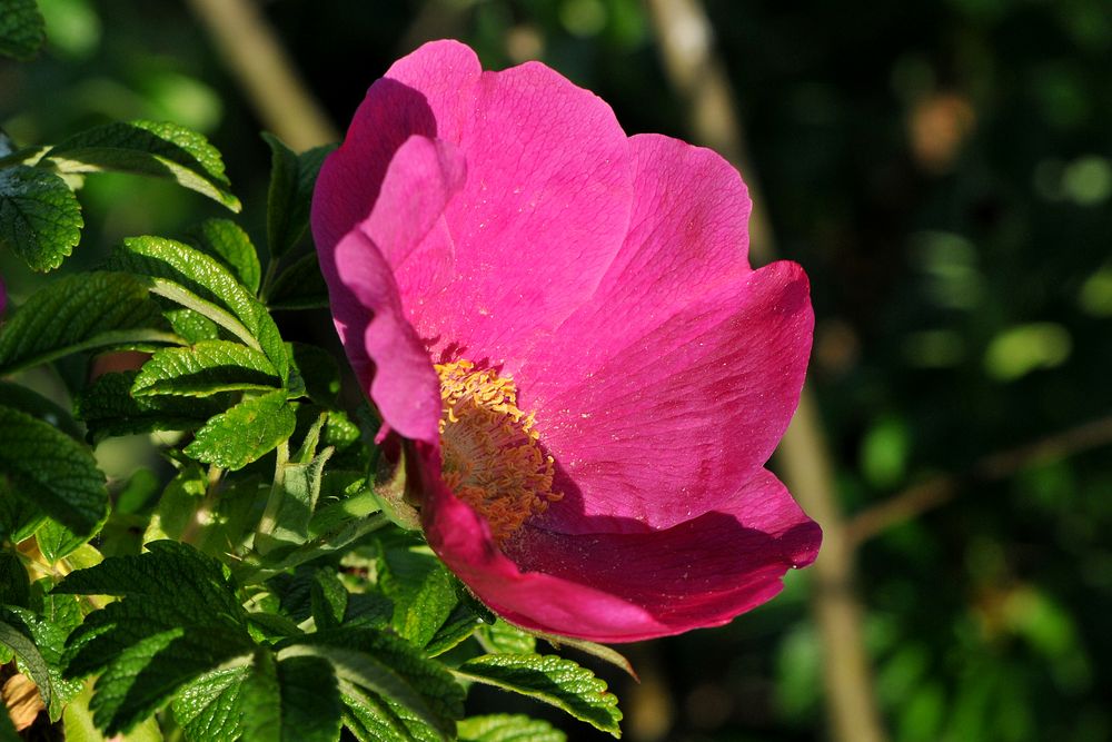 Kartoffelrose / Apfelrose (Rosa rugosa)