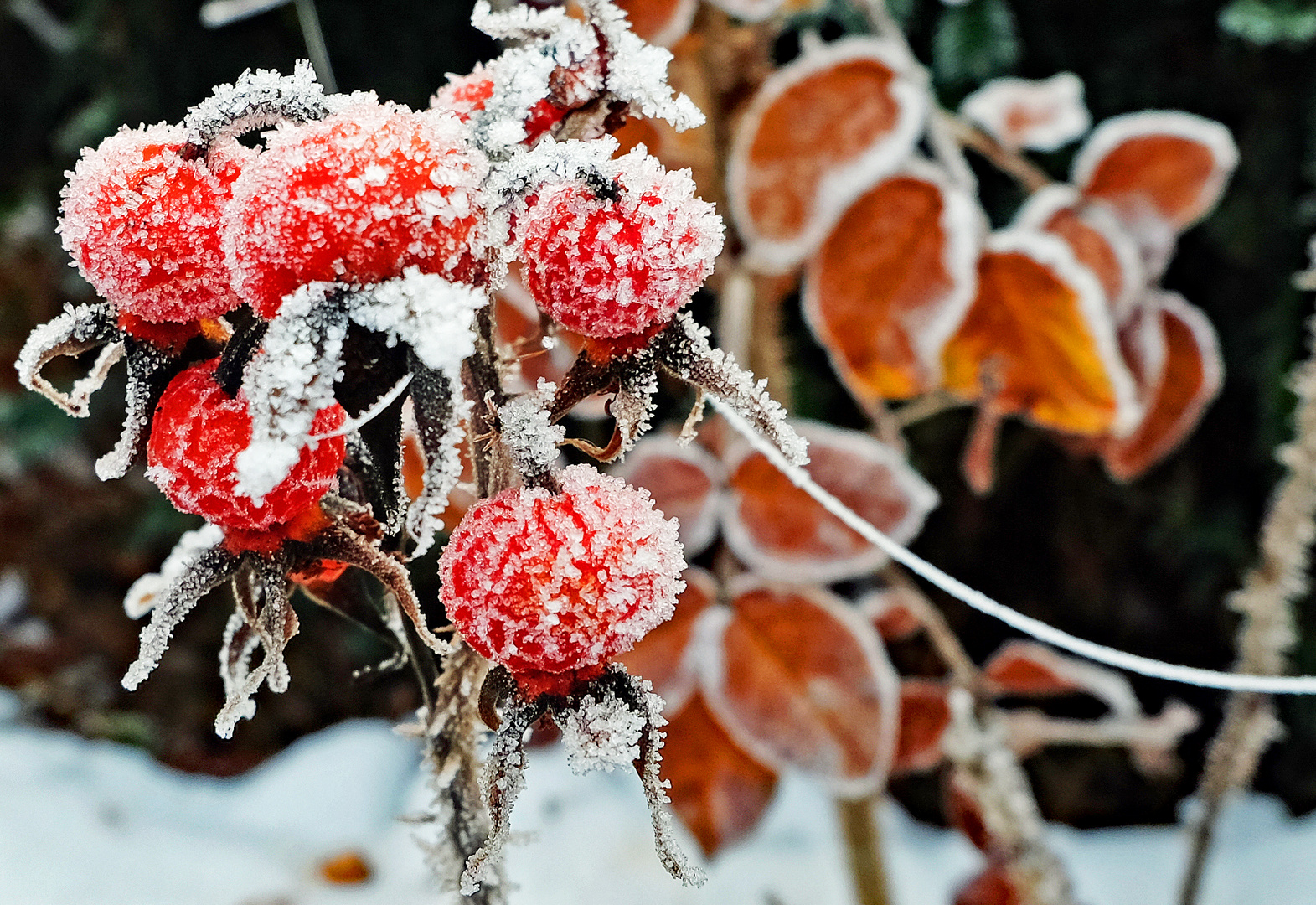 Kartoffelrose - Herbst trifft Winter - 