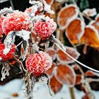 Kartoffelrose - Herbst trifft Winter - 