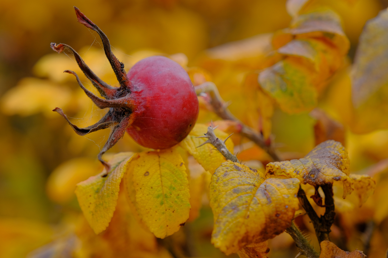 Kartoffelrose im Herbst