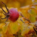 Kartoffelrose im Herbst